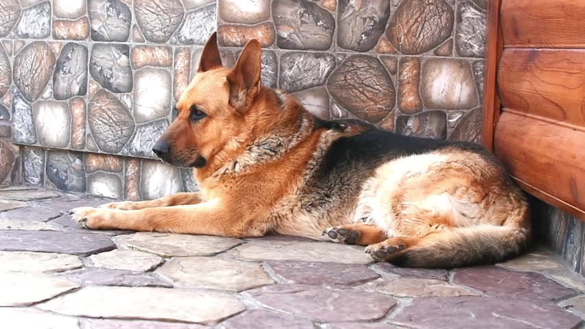 German shepherd dog lies on stone ground resting outdoors. Dog relaxes calmly near wall, domestic guard animal, sunny yard setting, natural fur detail, peaceful lifestyle concept
