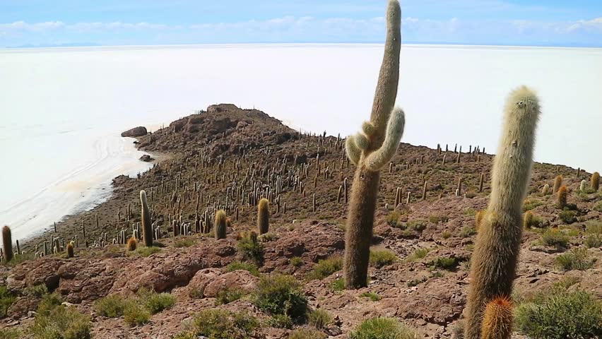 Footage of vast salt flats of Salar de Uyuni view from Isla Incahuasi rocky outcrop filled with large Trichocereus Pasacana cactus, Bolivia, South America