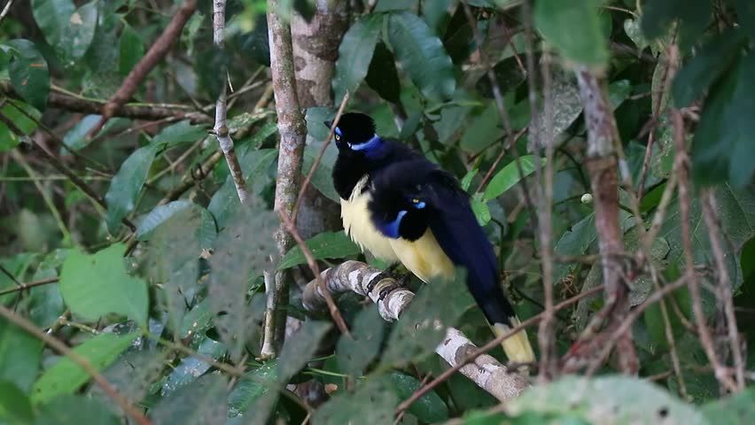 Footage of Amazing Plush-crested Jay Birds on the Tree in Iguazu Falls National Park, Puerto Iguazu, Argentina, South America
