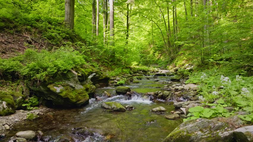 Smooth Slow Motion Flight Through Fresh Green Spring Forest over a Small River. Smooth Camera Flight. Footage in European Leaves Tree Forest.
