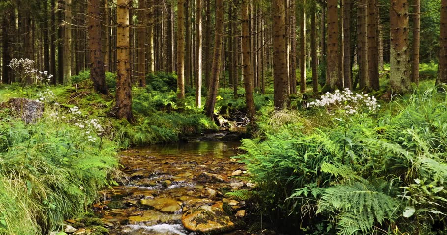 Gentle cinematic flyover above a small forest stream in a spruce woodland, captured with real flowing water sounds. Peaceful natural atmosphere ideal for relaxation, meditation, mindfulness, and ambient nature projects.