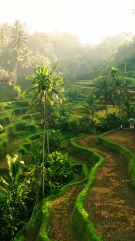Peaceful Smooth Flight of Tegalalang Rice Terraces in Bali, Indonesia, During Early Morning Sunlight. Vertical Aspect Ratio.