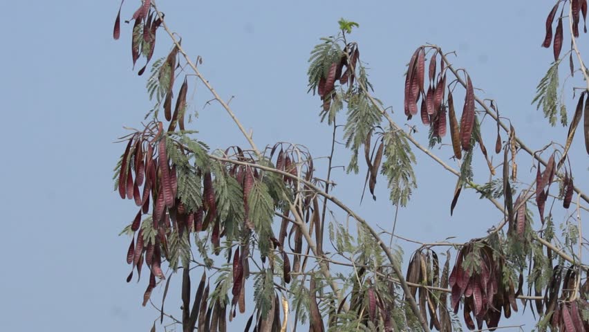 Dry brown seed pods hanging from a tree branch under a blue sky
