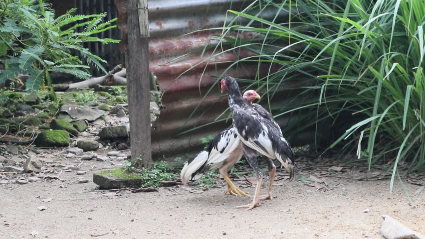 a fight between chickens, two free-range cockerels are fighting at a traditional chicken farm in a rural area in Java, Indonesia