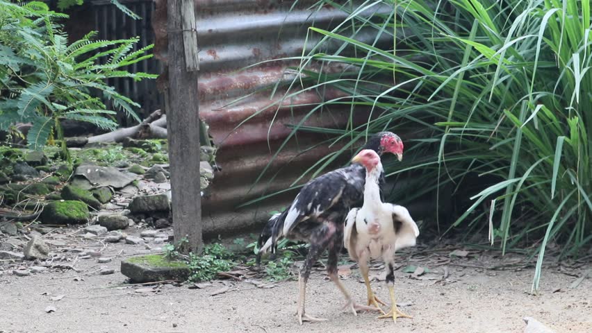 a fight between chickens, two free-range cockerels are fighting at a traditional chicken farm in a rural area in Java, Indonesia