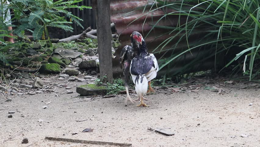 a fight between chickens, two free-range cockerels are fighting at a traditional chicken farm in a rural area in Java, Indonesia