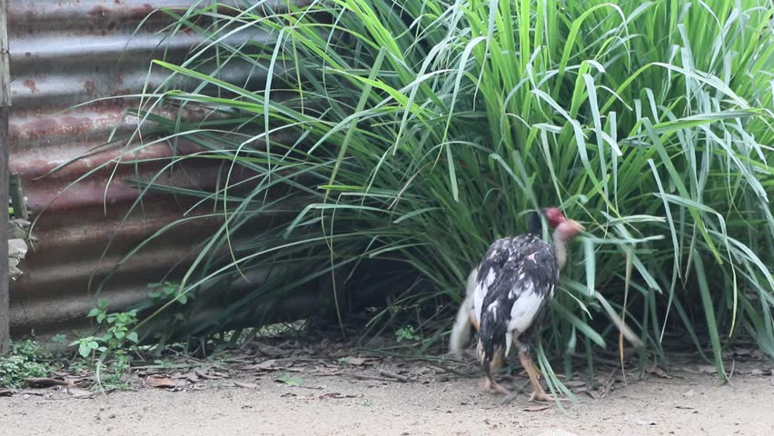 a fight between chickens, two free-range cockerels are fighting at a traditional chicken farm in a rural area in Java, Indonesia