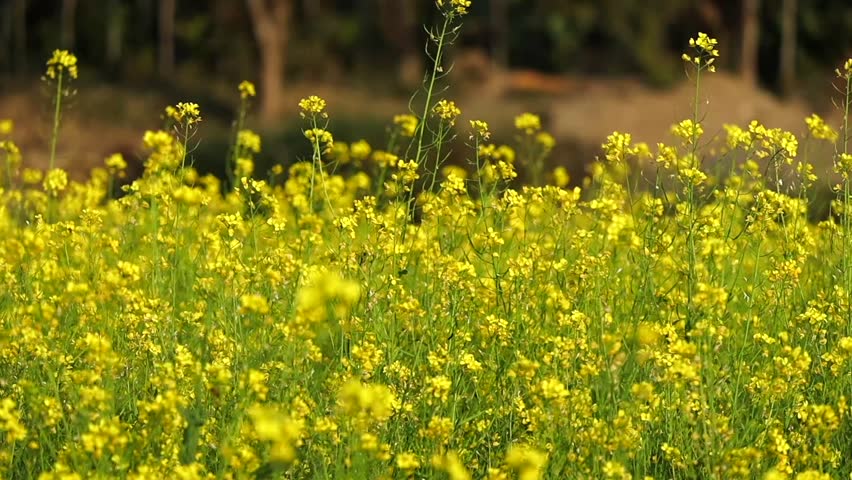 Close-up view of yellow mustard flowers blooming in an agricultural field, creating a vibrant natural landscape. Fresh green stems and bright blossoms sway gently, representing rural farming, seasonal growth, agriculture, and natural beauty. Ideal for themes related to farming, nature, countryside, sustainability, and springtime scenery.