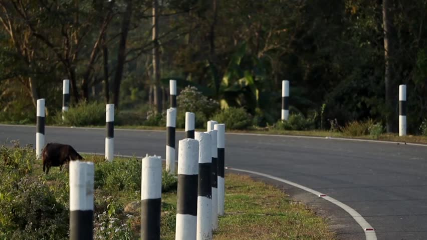 A quiet rural road curves through a green countryside landscape with black-and-white roadside safety posts. A grazing cow near the roadside adds a natural village atmosphere to the scene. Suitable for transportation, rural life, and nature background concepts.