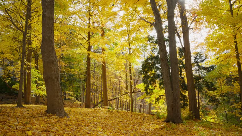 Golden forest scenery in autumn
