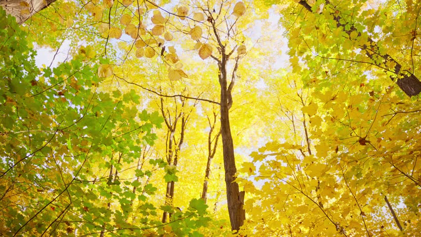 Golden forest scenery in autumn