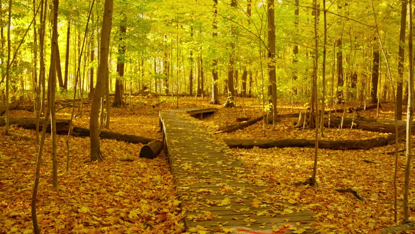 Golden forest scenery in autumn