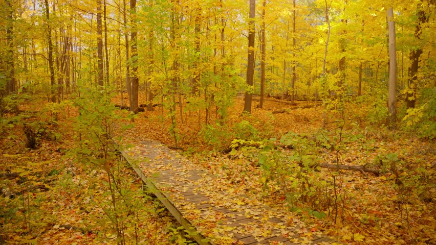 Golden forest scenery in autumn