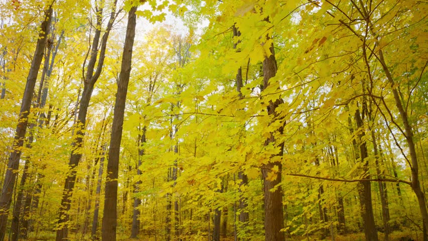 Golden forest scenery in autumn