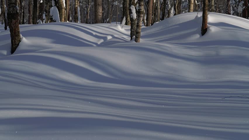 Timelapse of long shadows on snow in a winter forest. Mooving shadows, timelapse video.