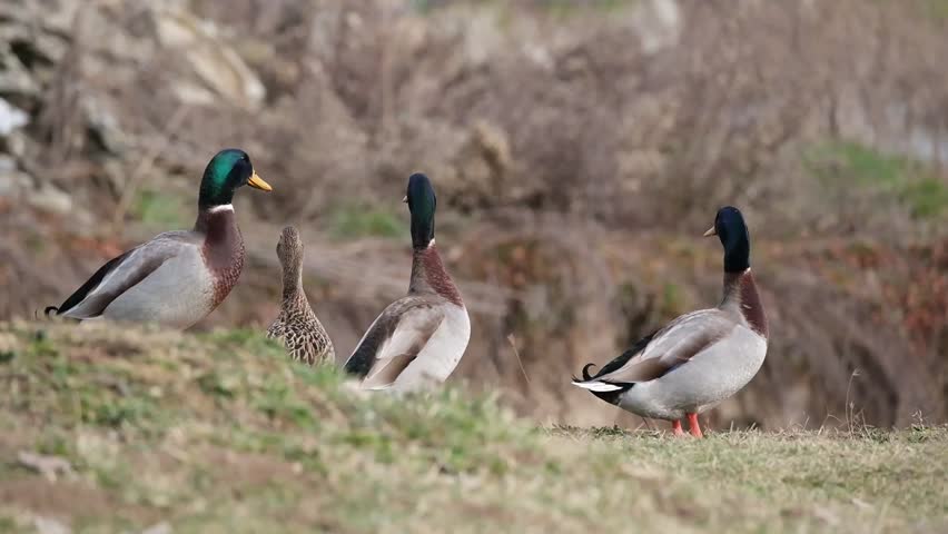 A group of ducks in front of the lake, ready to fly