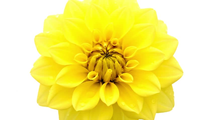A vibrant yellow dahlia flower with intricate petals and water droplets