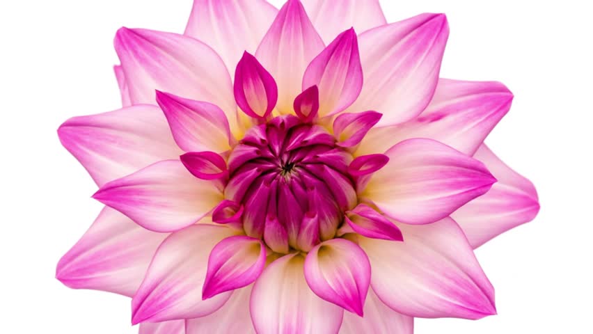 A beautiful pink and white dahlia flower with a white background