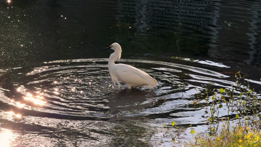A graceful white egret stands in shallow lake water reflecting evening light. Peaceful wildlife moment in a natural Florida setting.