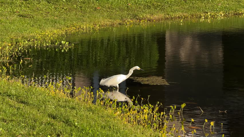 A white egret stands in shallow water near the grassy edge of a small pond at golden hour. Calm water, reflections and yellow aquatic plants create a tranquil wetland wildlife scene.