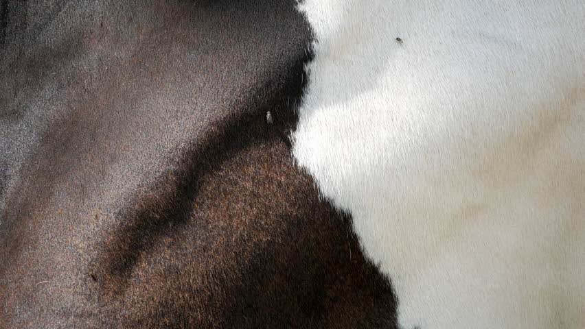Close up of flies on brown black and white cow skin texture in farm field.