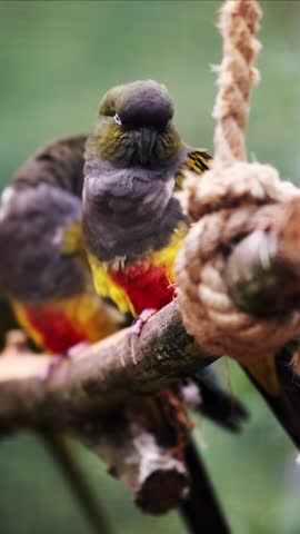 Senegal Parrots Sitting On A Branch In A Zoo