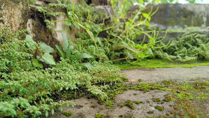 Close-up footage of green moss growing naturally on a stone surface.