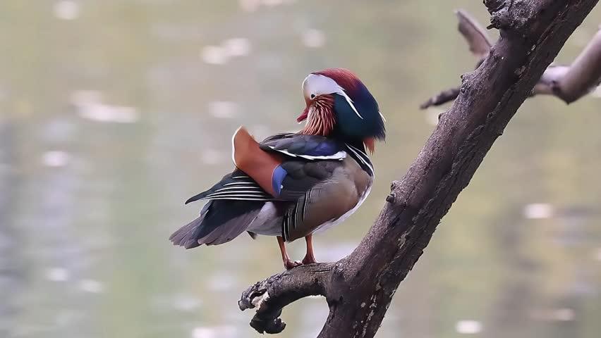 Close up Colorful Mandarin Duck (Male. A brilliantly colored male mandarin duck perches on a slanted tree branch above calm water