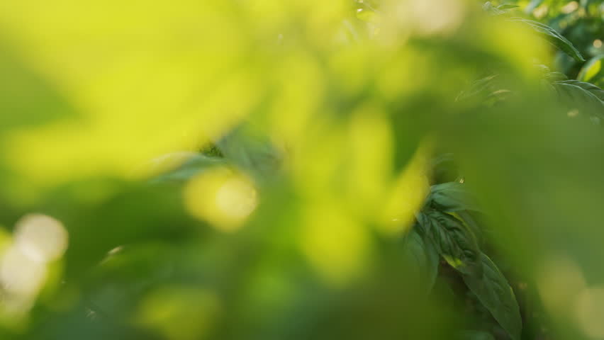 Sunlit giant basil bushes growing in garden or farm, with lush green leaves. Fresh aromatic herb used as spice and seasoning, associated with healthy nutrition, organic farming, and natural cooking. 