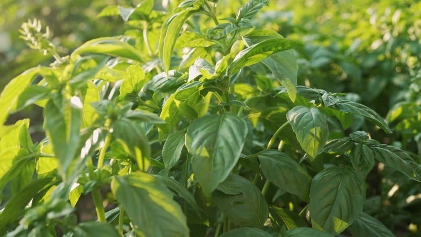 Sunlit giant basil bushes growing in garden or farm, with lush green leaves. Fresh aromatic herb used as spice and seasoning, associated with healthy nutrition, organic farming, and natural cooking. 