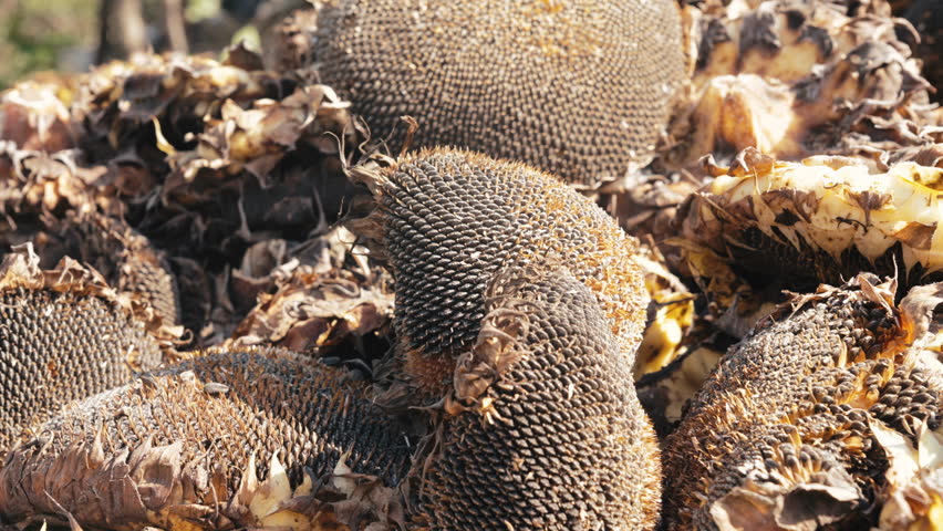 Dry Sunflower Heads After Harvest, full mature seeds, Organic Farming production