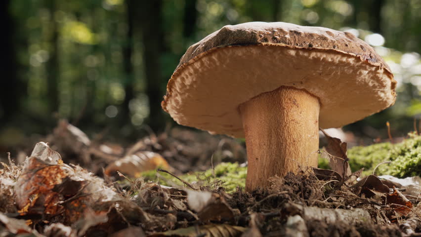 Wild Edible Porcini Mushroom - Boletus Growing In Forest Under Trees. Fungi.