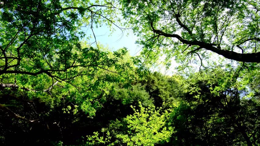 
View looking up from the forest, trees swaying in the wind, Kamikochi, early June