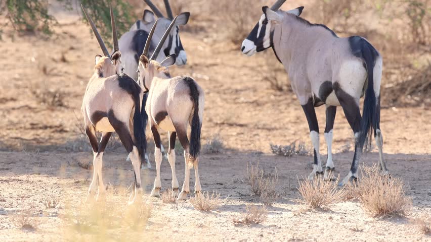 Wide shot of a young oryx antelope walking past the rest of the herd in the dry landscape of the Kgalagadi Transfrontier Park.