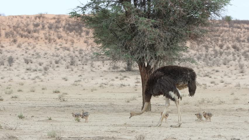 Wide shot of a female ostrich feeding with her chicks in the vast landscape of the Kgalagadi Transfrontier Park.