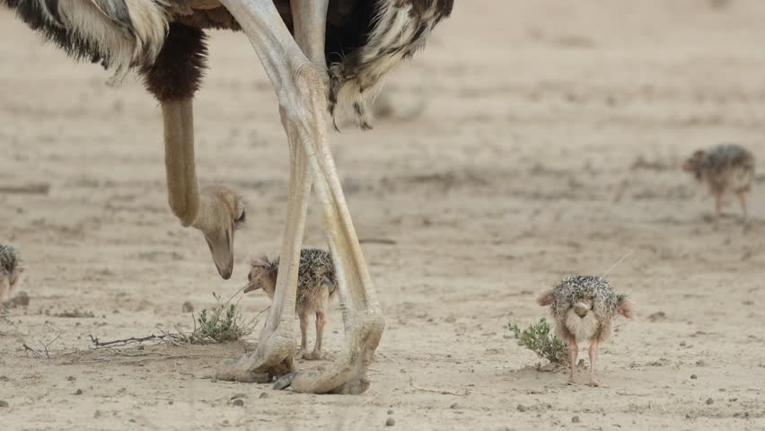 Medium closeup of a female ostrich and her chicks feeding on some little shrubs in the dry landscape of the Kgalagadi Transfrontier Park.