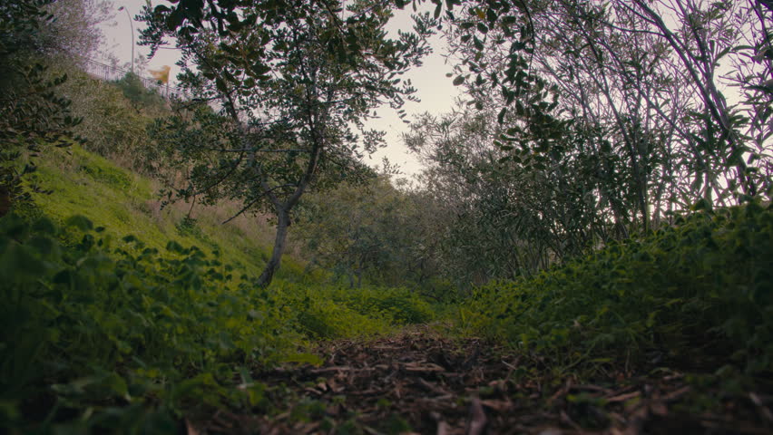 Shaded forest floor with lush greenery and trees under soft, fading daylight