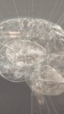 Vertical video: CG brain rotating pulsing as vertical beam aligning midline, revealing cerebellum. Translucent, illuminated, neural, network, holographic, lab, vertical video - Powered by Shutterstock - Get 15% off with code: PIKWIZARD15
