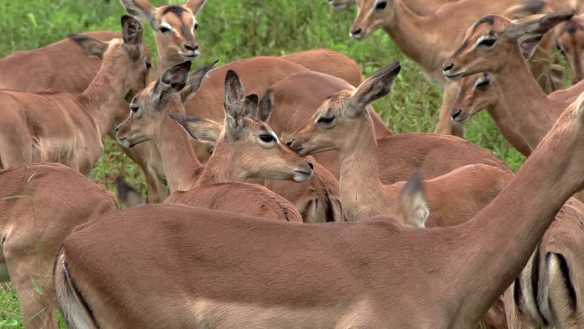 A herd of young impala interacting, standing close to each other.