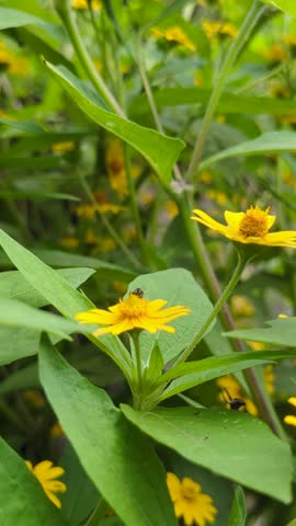 Close Up Detailed Little Bee Gathering Nectar on Yellow Flower.