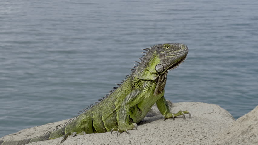 Big plump green iguana basking contentedly in warm Caribbean sunshine on coastal rocks in Saint Martin, large well-fed tropical reptile enjoying perfect seaside sunbathing spot by crystal blue ocean