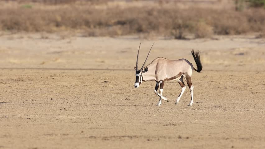 Panning shot of an oryx antelope walking through the dry landscape of the Kgalagadi Transfrontier Park.