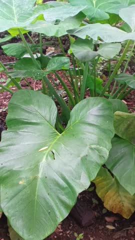 Taro (Colocasia esculenta) is a tuberous plant from the Araceae family, known as a staple food in some regions and offering various benefits.
 
Benefits
 
1. Food: Tubers can be boiled, fried into chips, or processed into desserts; leaves can be cooked as vegetables after soaking to remove irritants.

2. Health: Rich in complex carbohydrates, fiber, vitamins (C, B6), and minerals (potassium, magnesium).