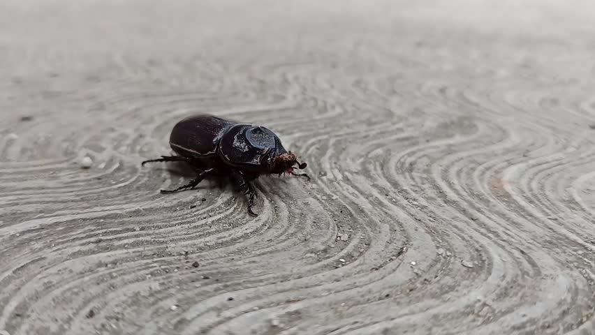 Close-up shot of a Black Asiatic Rhinoceros Beetle (Oryctes rhinoceros) crawling slowly on a textured grey concrete floor. Detailed view of its shiny shell and horn in natural daylight