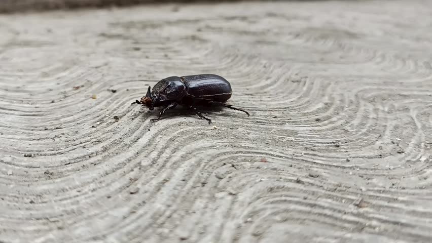beetle, rhinoceros beetle, oryctes rhinoceros, insect, bug, black, shiny, horn, crawling, macro, close-up, nature, wildlife, animal, concrete, floor, texture, detail, tropical, exoskeleton, arthropod, slow motion, movement, pest, agriculture, coconut beetle, coleoptera, scarab, dark, natural light, outdoors, wildlife photography, creature, hard shell, legs, antenna, invasive, biology, entomology, environment, summer, garden, ground, walking, sturdy, miniature, wilderness, asian, fauna, species