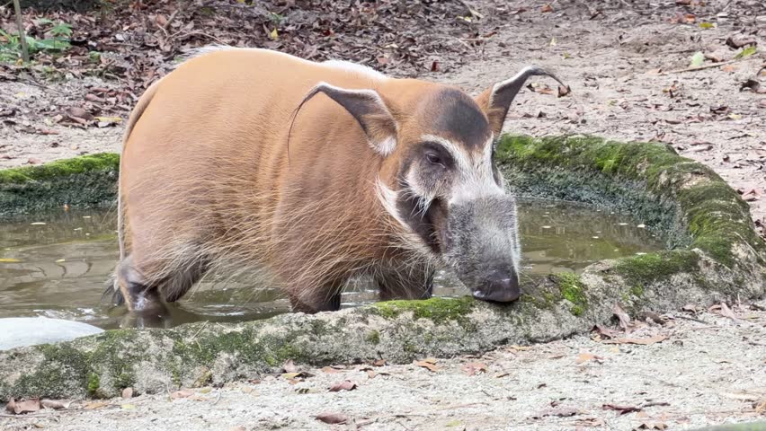 A red river hog walks through a shallow pool in a naturalistic zoo enclosure