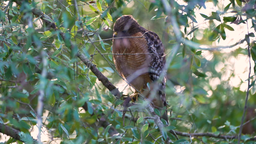 Red-shouldered hawk resting on limb in dense woodland, its sharp eyes focused as it hunts in summer.