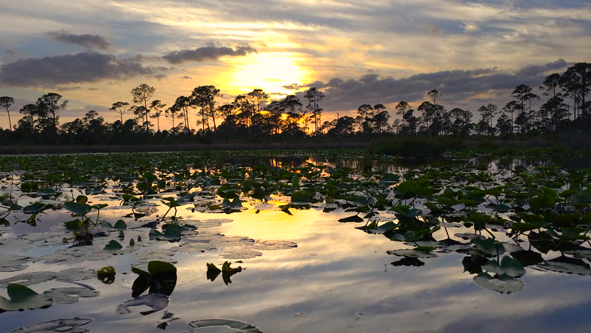 Sunset over forest lake water with floating lily pads in southern tropical wetlands. Amazing Florida nature.