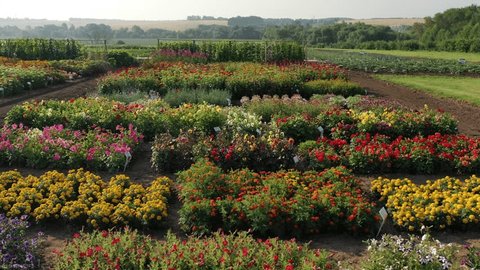 Drone Moving Forward over Cultivated Flower Rows