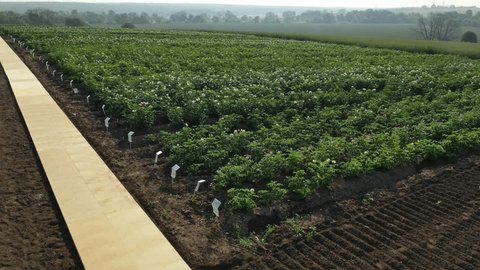 Drone Flying Forward over Flowering Crop Fields